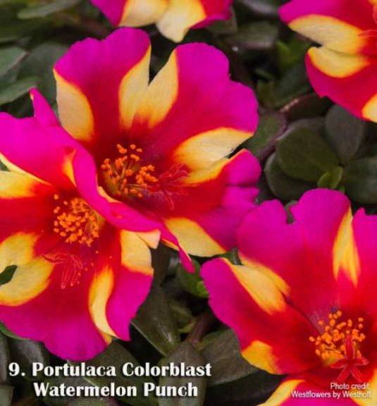 Portulaca 'Colorblast Watermelon Punch'