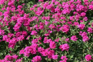 Verbena 'Endurascape Magenta' (Ball FloraPlant)