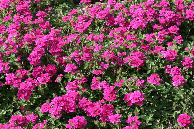 Verbena 'Endurascape Magenta' (Ball FloraPlant)