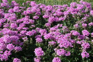 Verbena 'Endurascape Pink BiColor' (Ball FloraPlant)