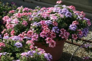 Verbena Hurricane Mix - Blue, Pink, Red (Westhoff)