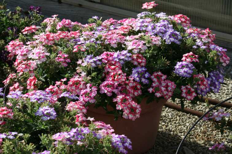 Verbena Hurricane Mix - Blue, Pink, Red (Westhoff)