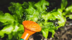 Ian Baldwin: National Gardening Survey Highlights Need For Change In Retail Industry