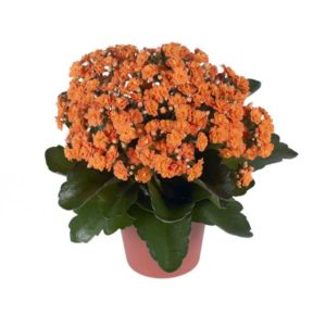 Kalanchoe ‘Calandiva Rio’ (Dümmen Orange) 