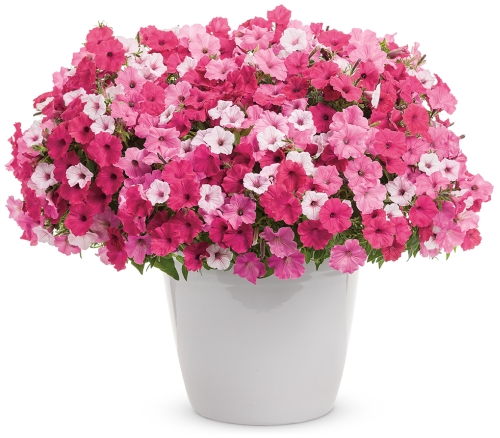 Above & Beyond Combo (Four Star Greenhouse/Proven Winners)