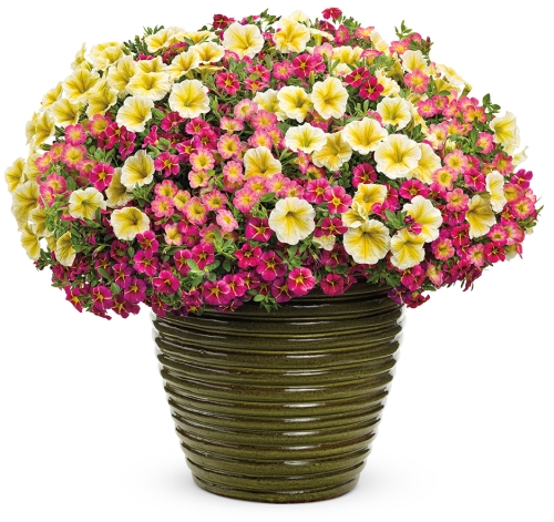 Superbells Aloha Mix (Four Star Greenhouse/Proven Winners)