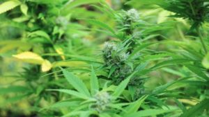 California State Water Board Accepting Comments on Cannabis Regulations