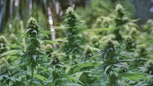 Domestic Hemp Production Final Rule Webinar Now Available