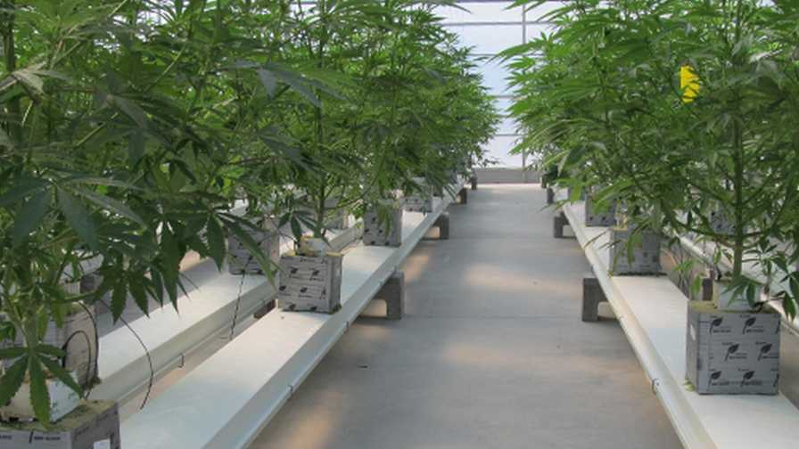 cannabis-planted-in-a-greenhouse cannabis growers