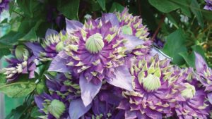 Plantarium 2016 Honors Winning Novelty Varieties