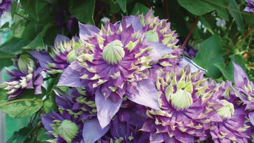 Plantarium 2016 Honors Winning Novelty Varieties