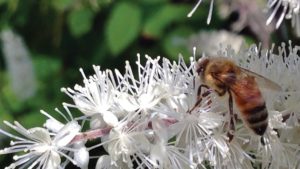 Which Annuals And Perennials Are Good For Pollinators?
