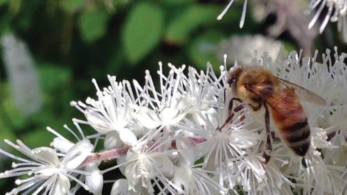 Whole Foods Market Announces New Pollinator Health Policy for Floral