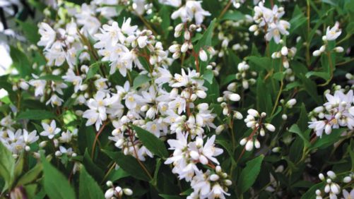 Allan Armitage Suggests Plants That “Even My Neighbors Will Try”