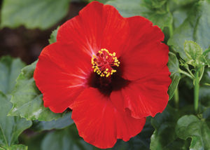 Hhibiscus 'Hollywood Hot Shot'