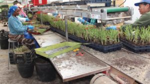 How an Online Costing Course Improved Hoffman Nursery’s Bottom Line