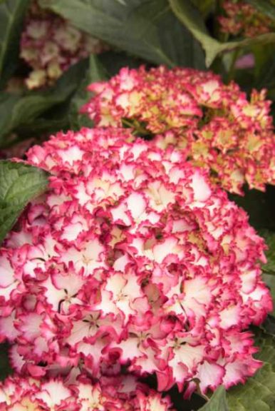 Green Goods Award Winner: Hydrangea Fire Island