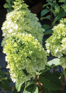 Hydrangea 'Lavalamp Sublime'