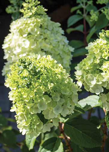 Hydrangea 'Lavalamp Sublime'