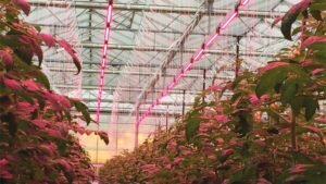 How To Determine The Economic Viability Of LED Lighting