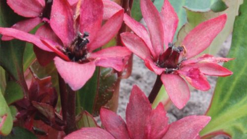 Growers Offer Advice On How To Grow Mukgenia ‘Nova Flame’