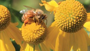 Bees Endangered? Here’s The Rest Of The Story
