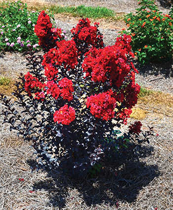 'Sunset Magic' Crape Myrtle