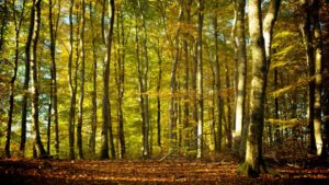 It’s Official. Trees Are A Miracle Drug.