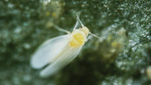 Floriculture Industry Working To Solve The Whitefly Problem