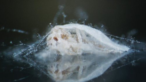 AmericanHort Issues Call to Action on Safeguarding Pyrethroids