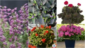 11 Award Winning Annuals You’ll Want On Your Benches Next Spring