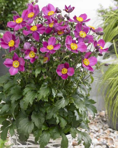 Anemone 'Fantasy Red Riding Hood' (Plants Nouveau)