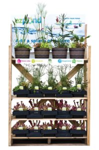 Aquatic Planter Display From Netherland Bulb Co. 