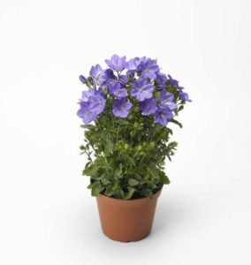 Beyond Blue Campanula Series (Syngenta Flowers) 