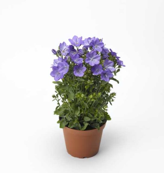 Beyond Blue Campanula Series (Syngenta Flowers) 