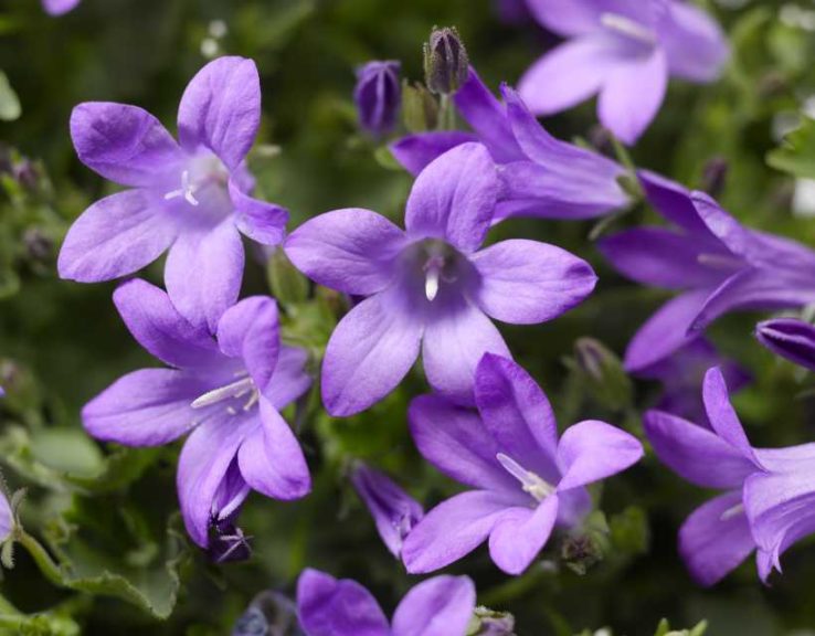 Clockwise Campanula Series (Syngenta Flowers)