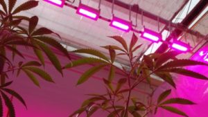 Hortilux Offers Up Lighting Usage Survey Results