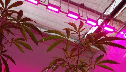 Study Shows Effectiveness Of Growing Cannabis Under LED Lighting