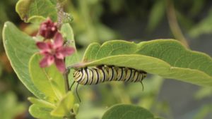 Offer Your Customers Host Plants For Caterpillars And Butterflies