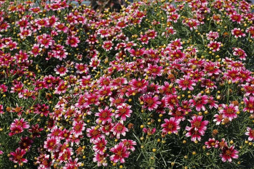 Coreopsis ‘Madras Magic’ (Terra Nova Nurseries) 