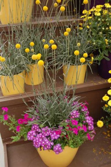 Craspedia ‘Golf Beauty’ (Eason Horticultural Resources/Danziger)