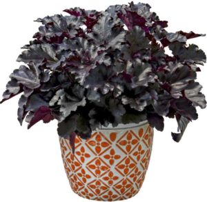 Heuchera ‘Primo Black Pearl’ (Proven Winners)