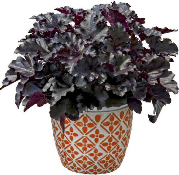 Heuchera ‘Primo Black Pearl’ (Proven Winners)