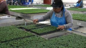 The New Realities Of Labor Broached At AmericanHort’s 2016 Plug & Cutting Conference