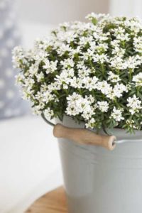 Iberis ‘Monte Bianco’ (Florensis)