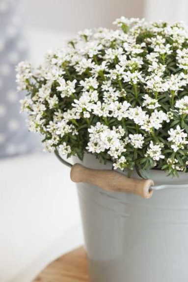 Iberis ‘Monte Bianco’ (Florensis)