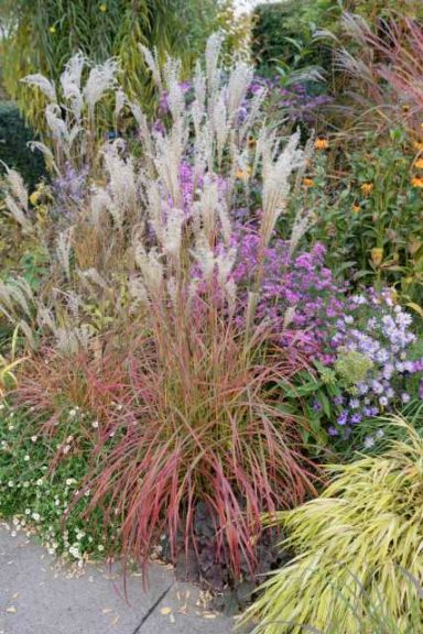Miscanthus sinensis ‘Little Miss’ (Eason Horticultural Resources/PlantHaven)