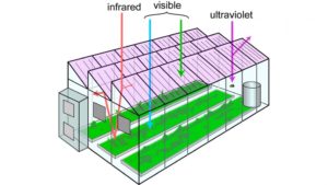 North Carolina Researchers Studying Solar Cells For Greenhouse Lighting