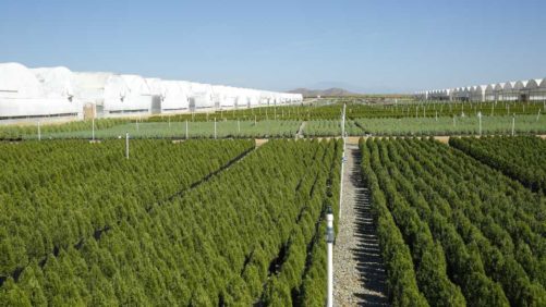 Fire at Altman Plants’ Texas Facility Damages Soil Mixing and Transplanting Hub