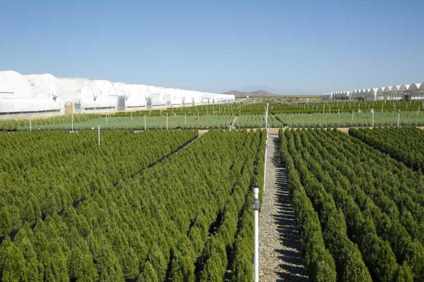 Nursery Plants At Altman Plants